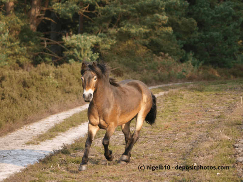 Exmoor-Pony trabt durch den Wald