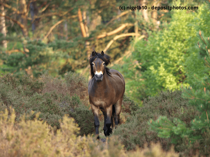 Exmoor-Pony trabt in Richtung Kamera