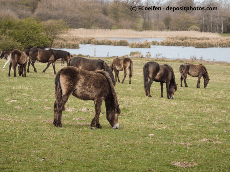 Exmoor-Ponys auf der Sommerweide