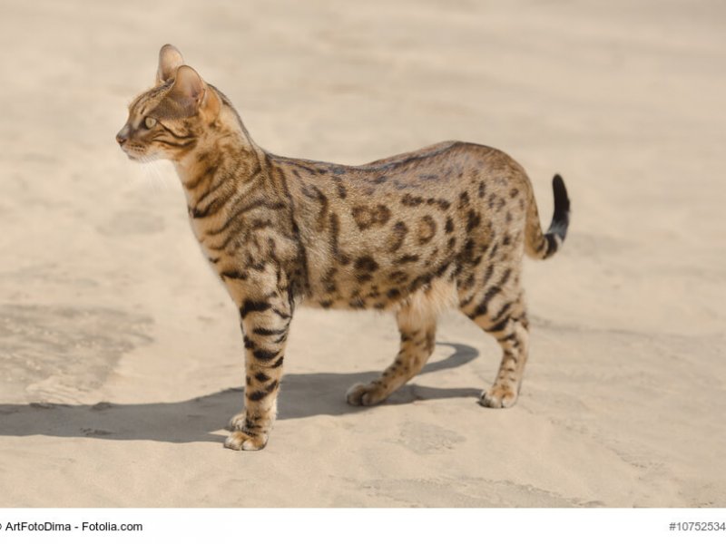 Kie Körpersprache von Katzen
