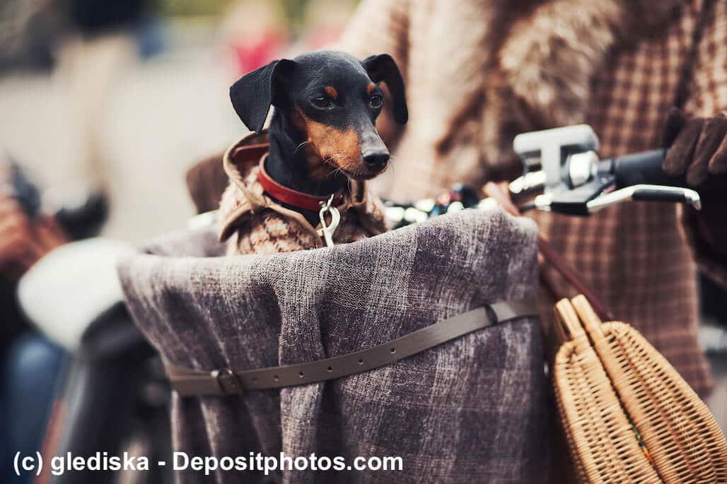 Ein Dackel sitzt in einem Vintage-Fahrradkorb vorne an einem Fahrrad