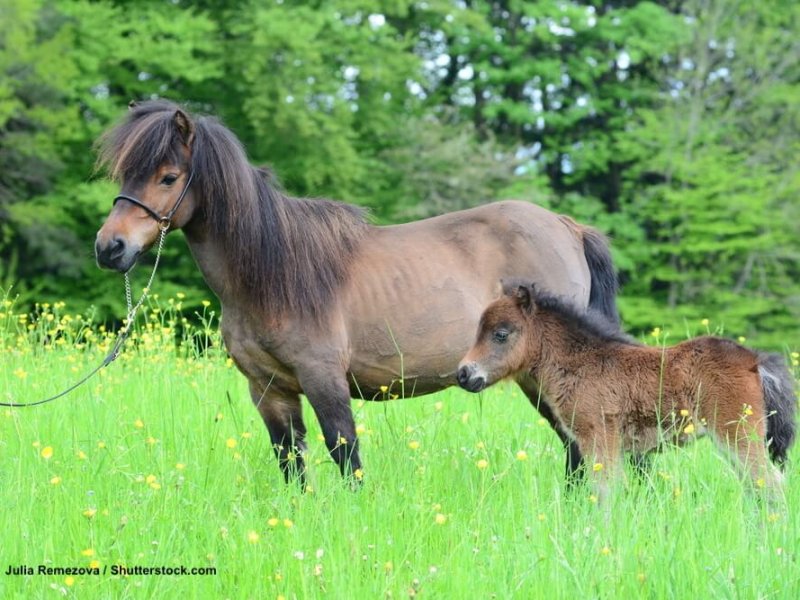 Falabella-Stute-Fohlen