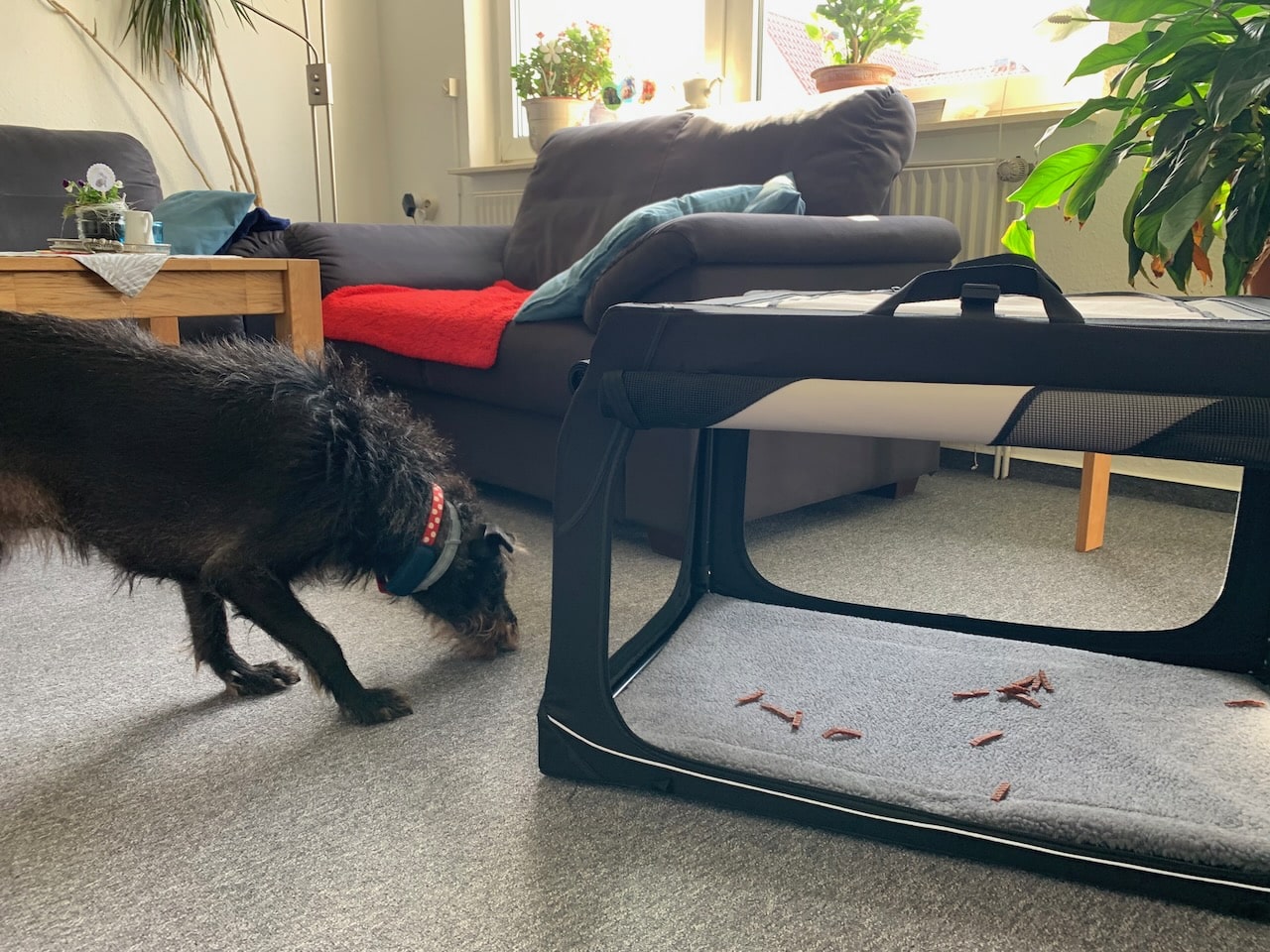 Faltbare Hundebox Trixie Vario30 im Test