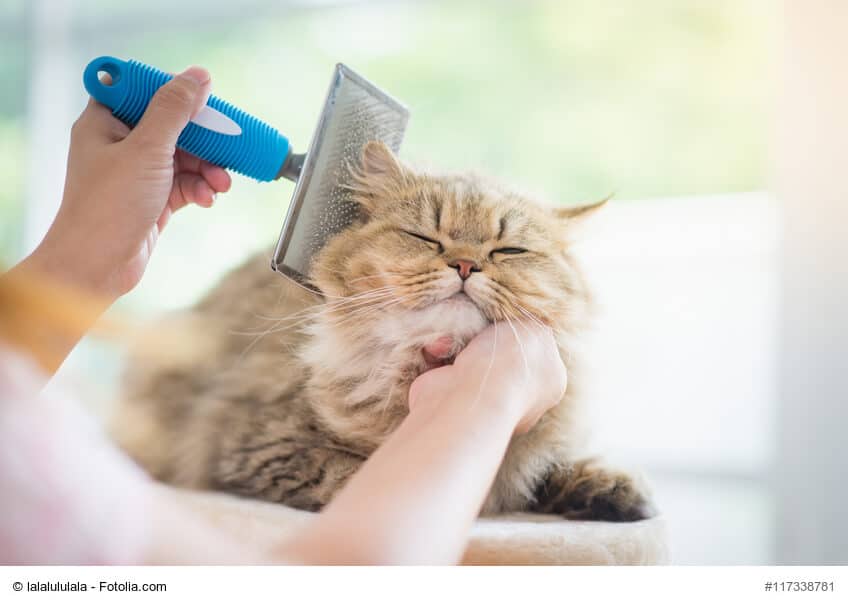 Langhaarskatze richtig Pflegen