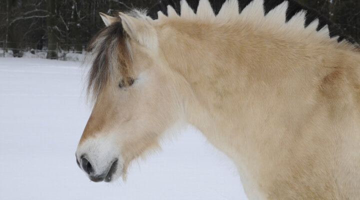 Norwegisches Fjordpferd