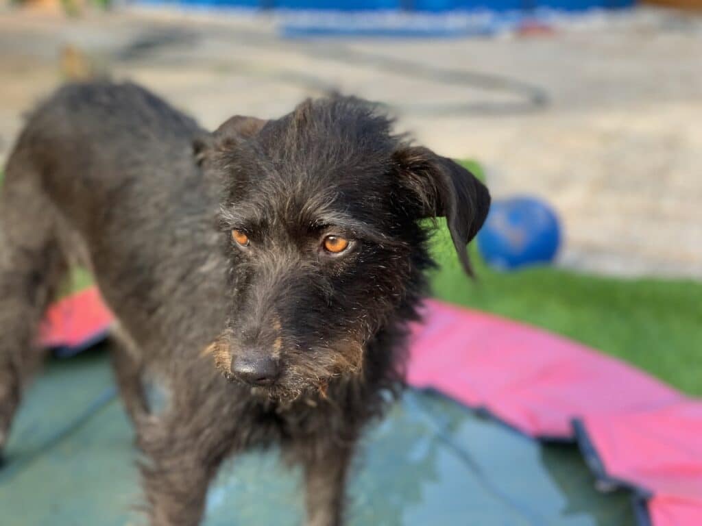 Testhund-Azubine Pepper sind Hundepool-Tests die liebsten.