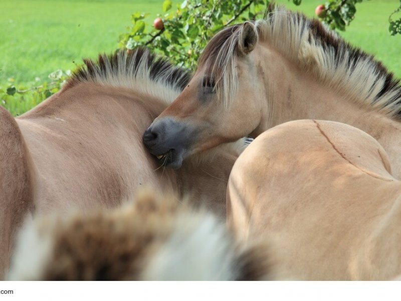 Fjordpferde in Gruppe