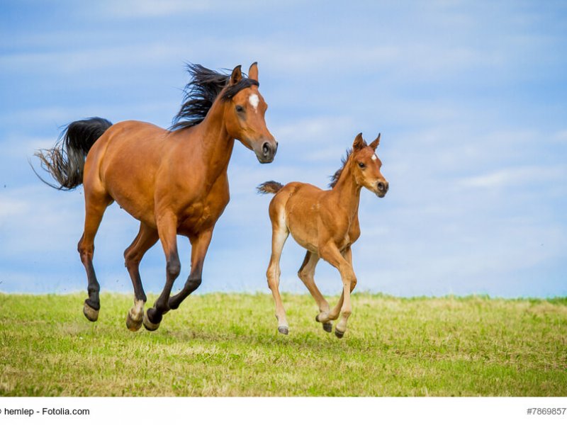 Stute und Fohlen in Action