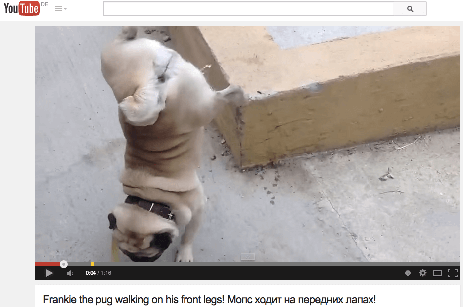 Frankie, der russische Mops, der im Handstand pinkelt