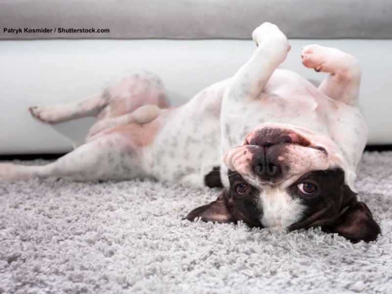 French Bulldog / Franzoesische Bulldoggen sind fröhliche Hunde