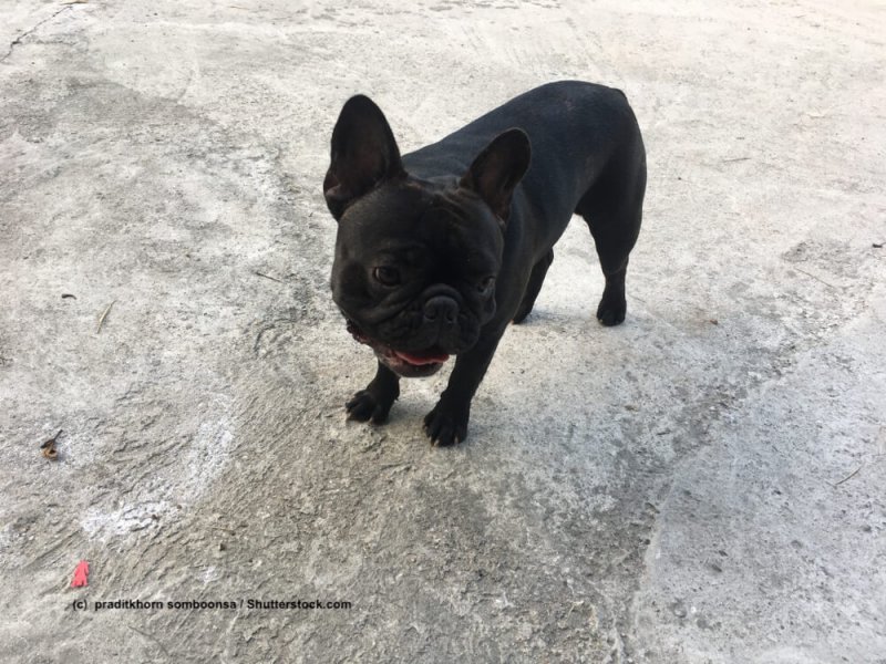 Franzoesische Bulldogge / French Bulldog hechelnd