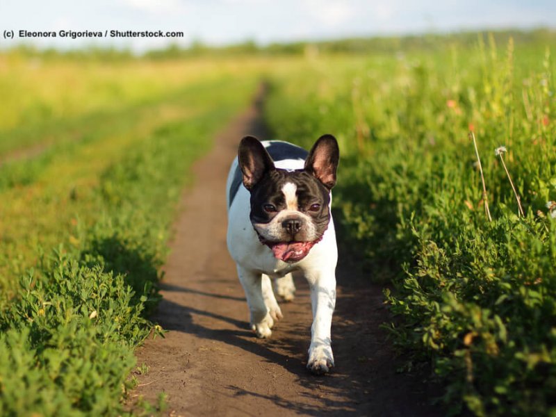 French Bulldog / Franzoesische Bulldoggen hecheln oft beim Laufen