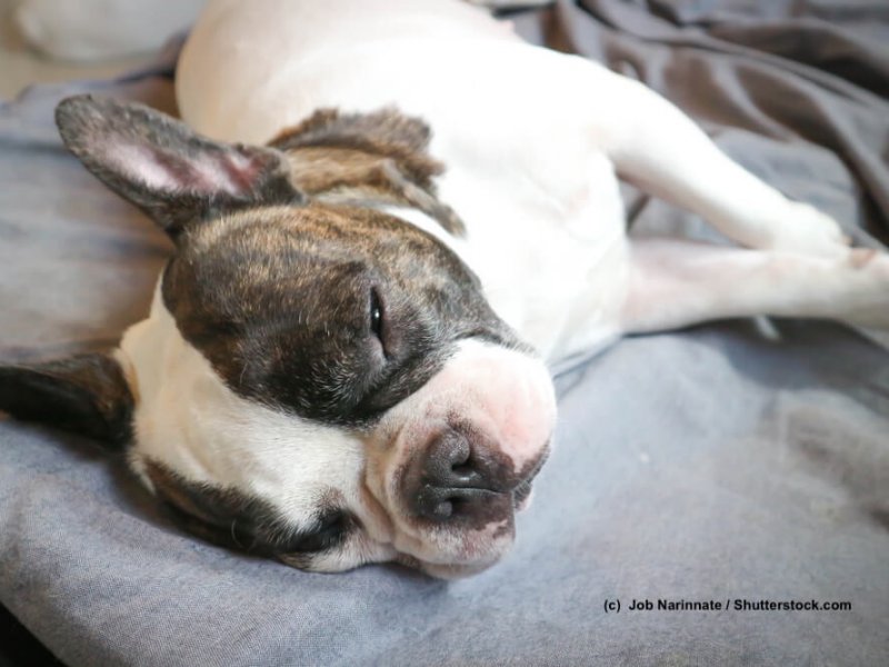 Franzoesische Bulldogge French Bulldog schlafend