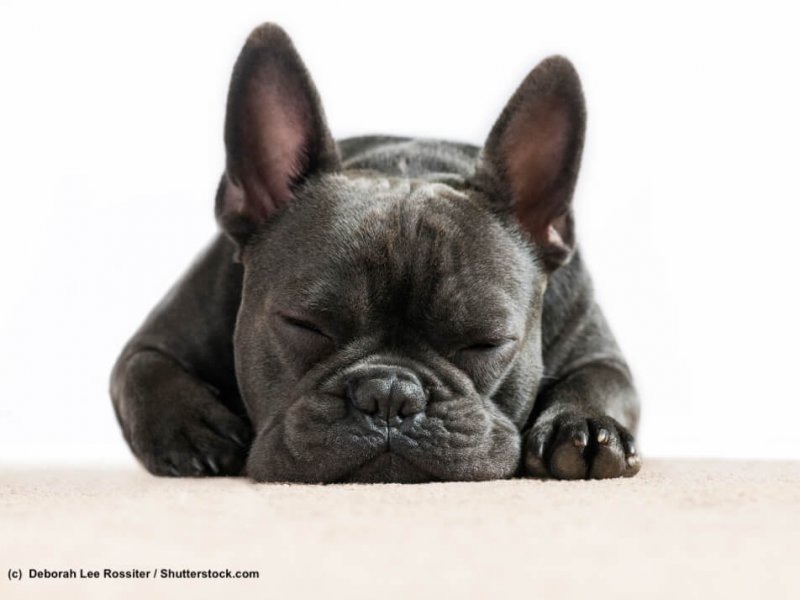 Franzoesische Bulldogge French Bulldog schlafend von vorn