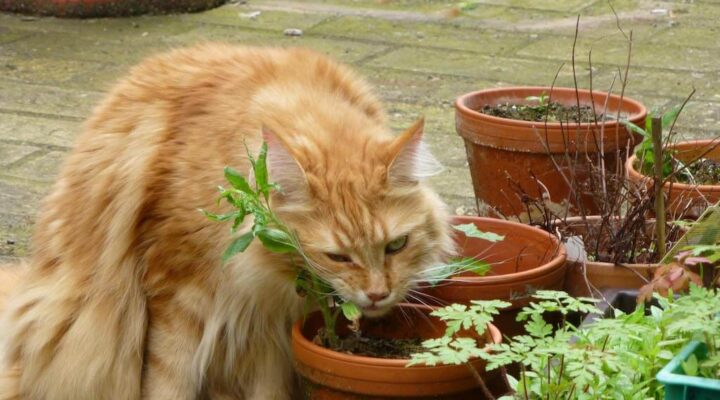 Achtung Lebensgefahr! Diese 7 Balkonpflanzen gefährden das Leben deiner Katze