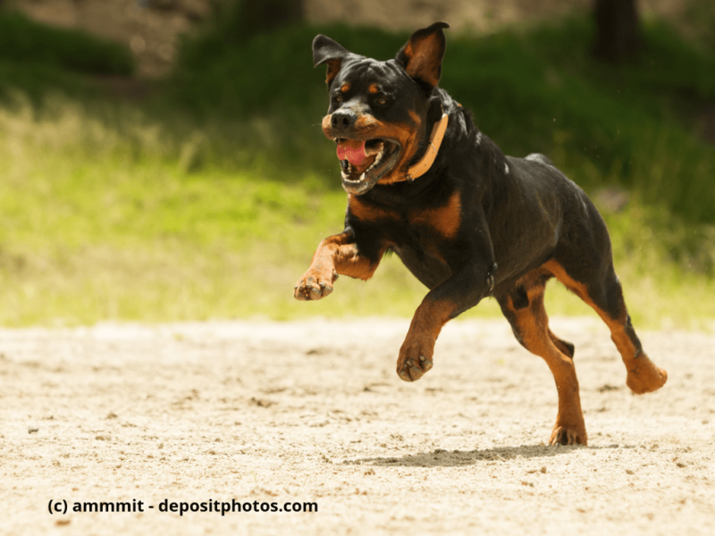 Frei laufender Rottweiler