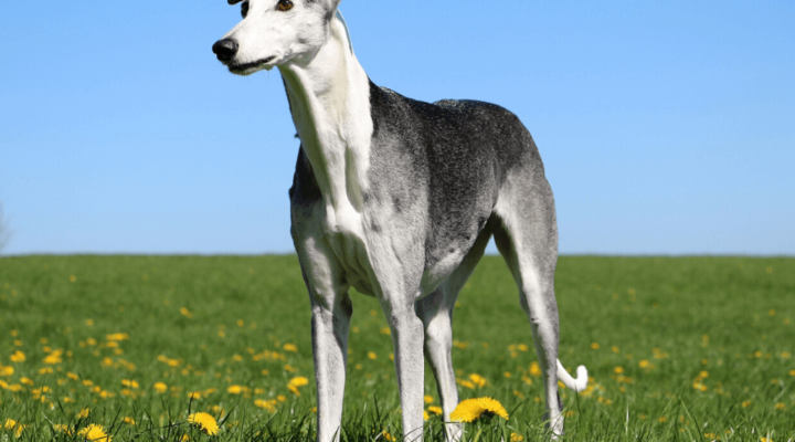 Galgo Español