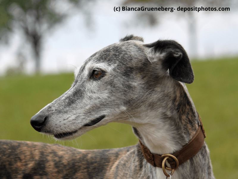 Galgo Español Porträt im Garten