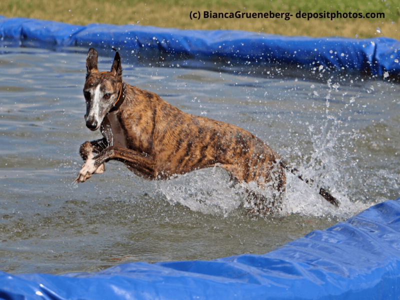 Galgo Español gestromt springt in Pool