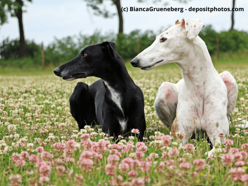 Galgo Español in schwarz und weiß liegen im Blumenfeld