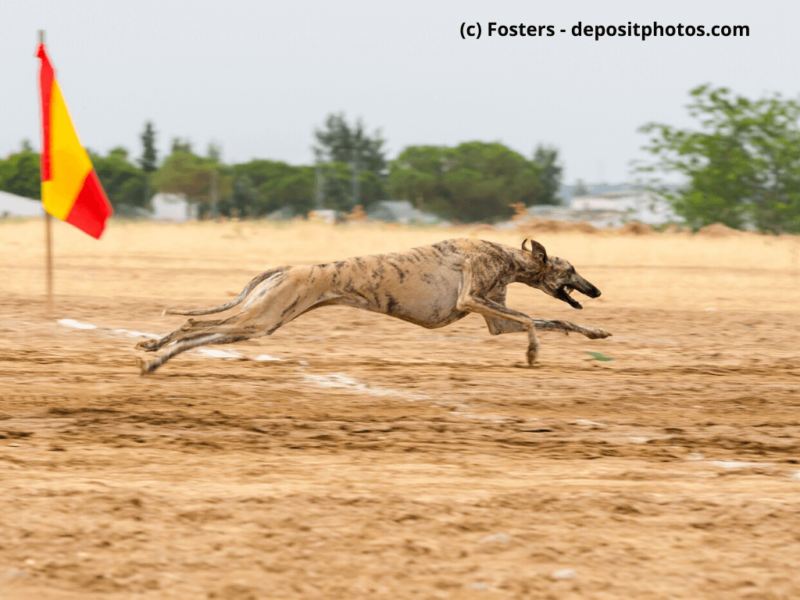 Galgo Español läuft schnell während eines Rennens