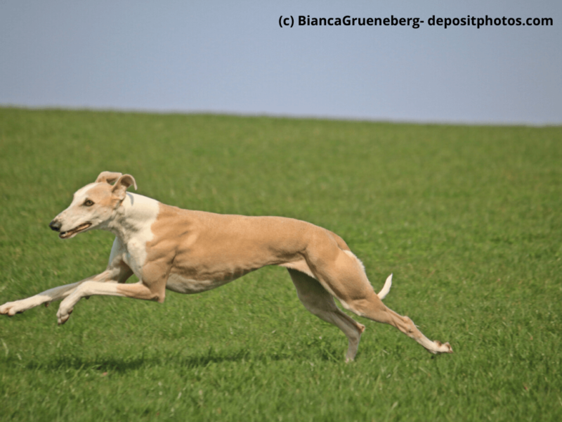 Galgo Español rennt über grüne Wiese