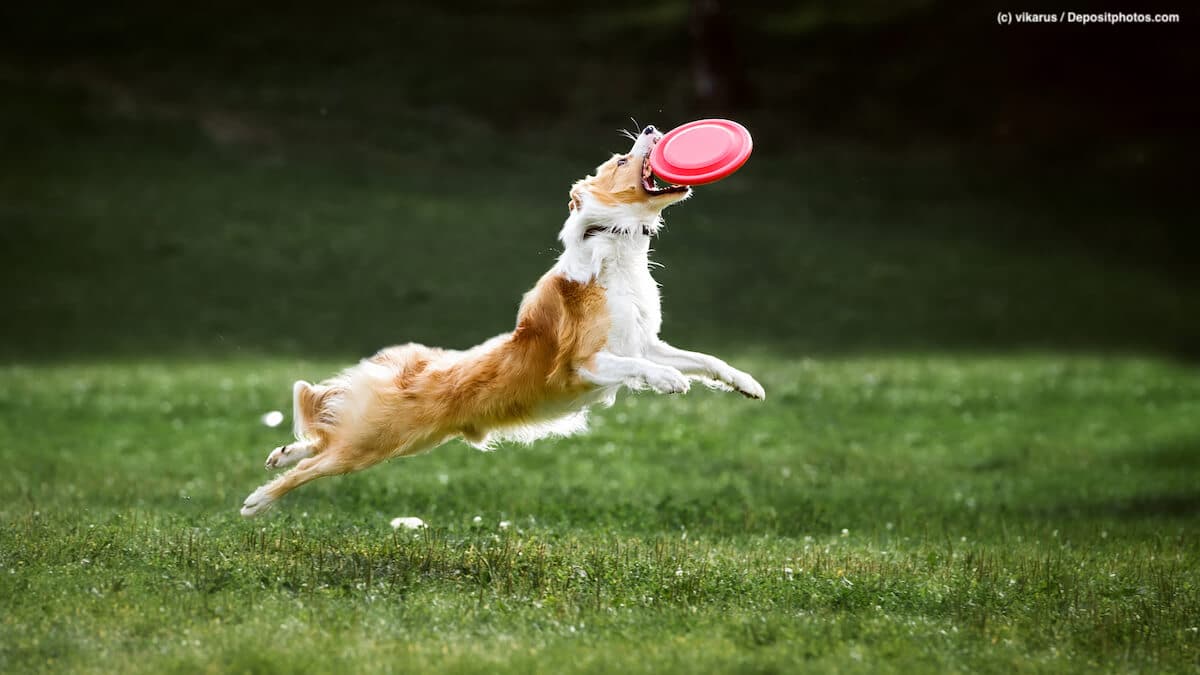Sprünge und schnelle Rennspiele sind bei einem Hund mit Gelenkerkrankung oft nicht mehr möglich.