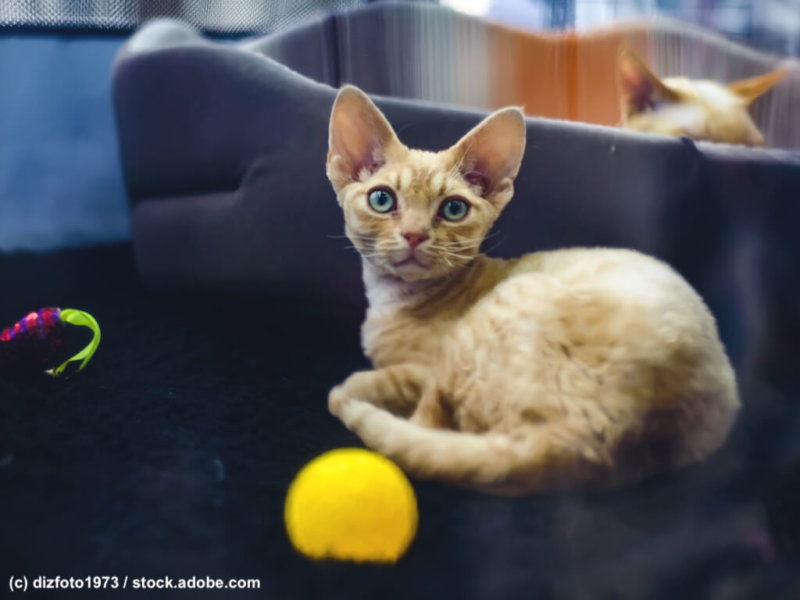 German Rex Katzenkind