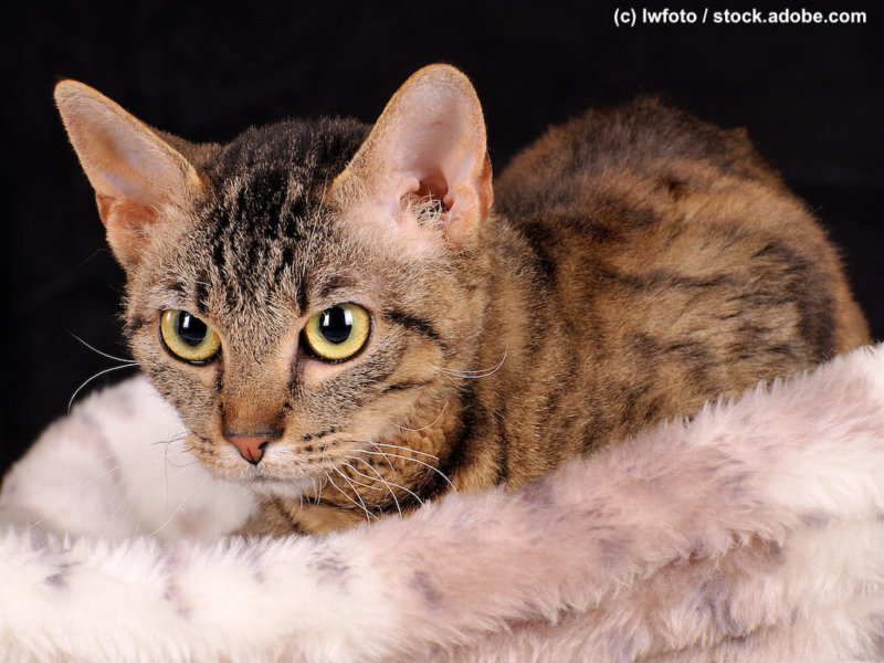 German Rex Katze mit Kuschelhöhle
