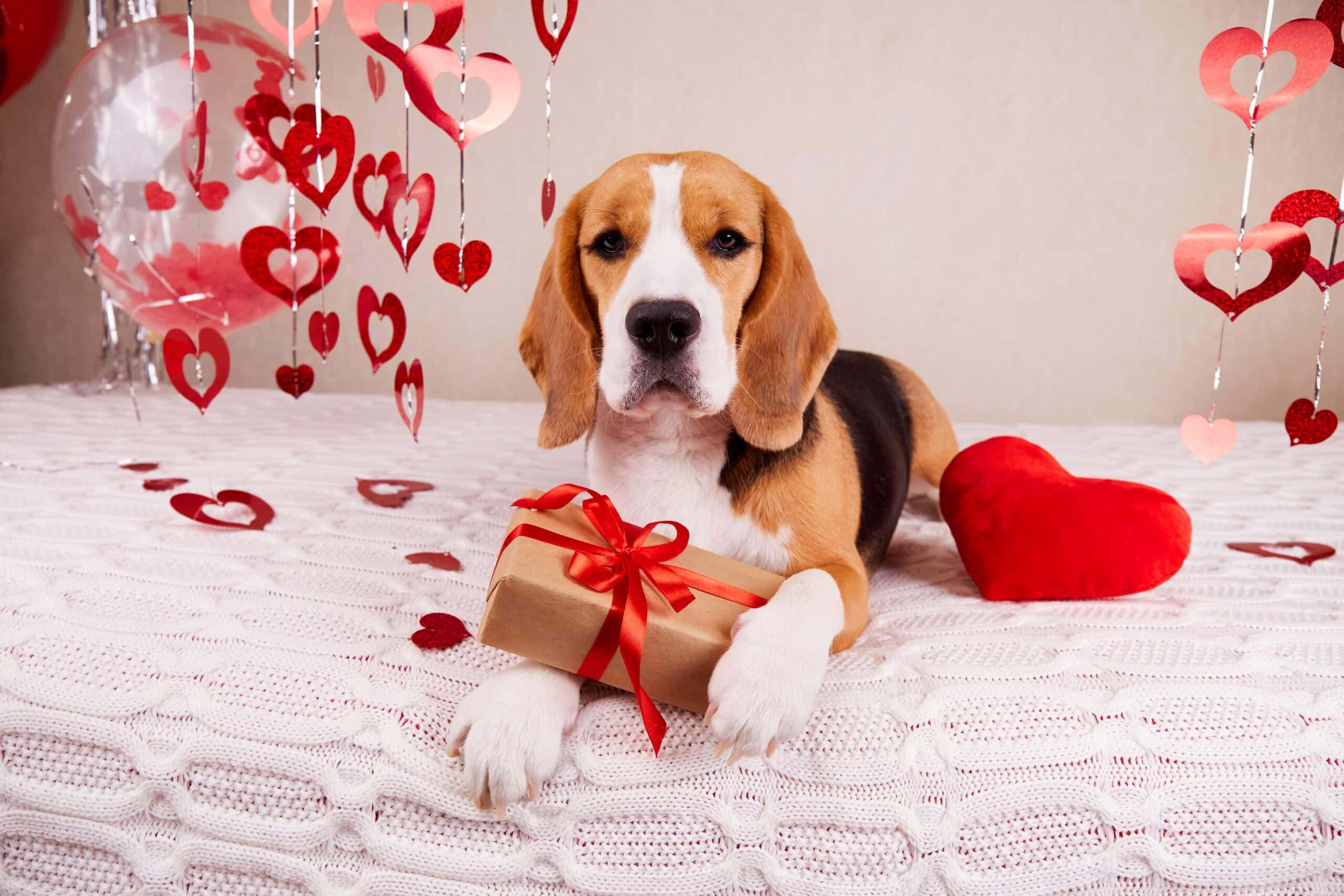 Beagle auf einem Bett, um ihn herum Herzen und ein Geschenk zwischen seinen Pfoten. Beschriftung lautet: Geschenke für Hundebesitzer, Hundefreunde und alle diejenigen, die Hunde lieben.