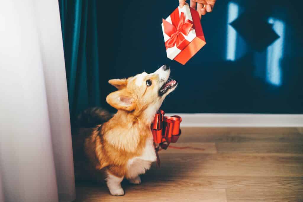 Welsh Corgi halb hinter einem Vorhang bekommt Geschenk. Beschriftung lautet: Noch keine Geschenkidee für deinen vierbeinigen Liebling?