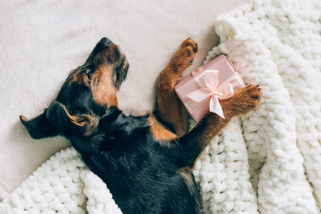 Welpe liegt auf der Seite in einem Bett mit einem Geschenk zwischen den pfoten. Beschriftung lautet: Ob zum Geburtstag, zu Weihnachten oder einfach zwischendurch - wir haben unzählige Geschenkideen für dich.