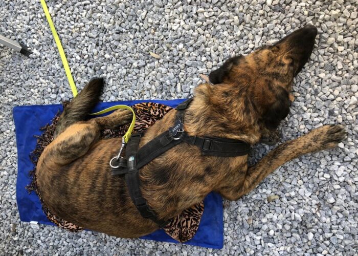 Brustgeschirr „Fun“ von anny-x im Test