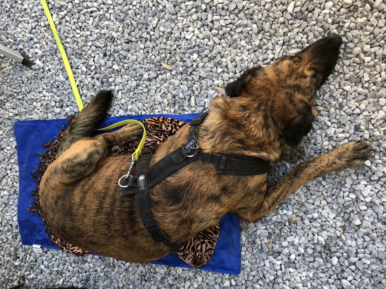 Hund mit Geschirr liegt auf einer Decke.