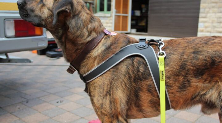 Tre Ponti „Easy Fit Micro Trim Serie TP540“ mit Ratschenverschluss im Test