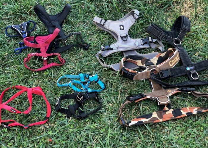 Kaufratgeber: Das beste Hundegeschirr für deinen Hund