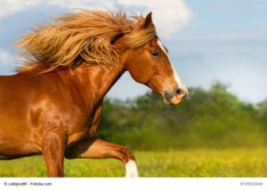 Gesunde Pferde kann man schon am äußeren Erscheinungsbild erkennen