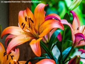 Lilien sind prachtvolle Blumen und als Zimmer- und Gartenpflanzen beliebt.