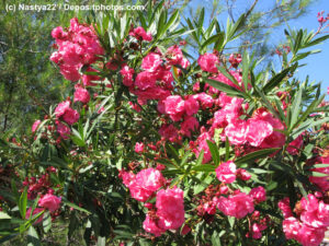 Oleander Busch mit rosafarbenen Blüten