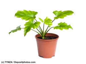 Philodendron junge Pflanze in einem Topf isoliert auf weiß