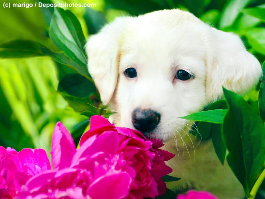 Ein weißer Welpenkopf schnuppert interessiert an einer Pfingstrosen-Blüte