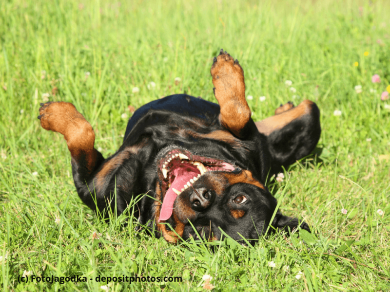 Glücklich Rottweiler ruht auf grünem Gras