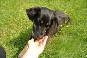 Green Petfood: der Testhund ist begeistert.