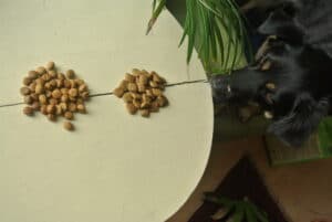 Green Petfood im Test durch Testhund Sirka