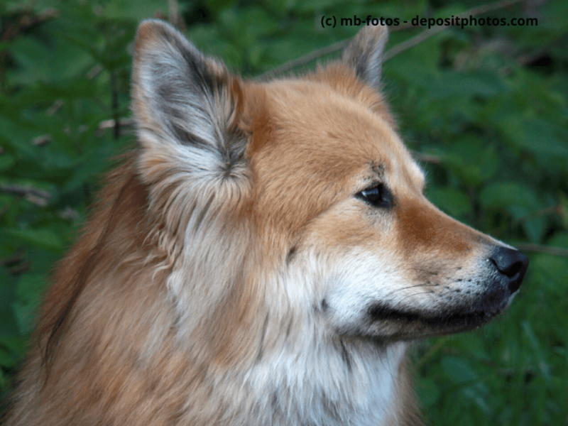 Großspitz braun sitzt im Freien