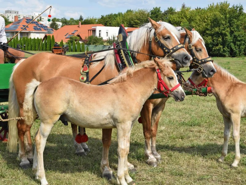 Haflinger Kutschpferde