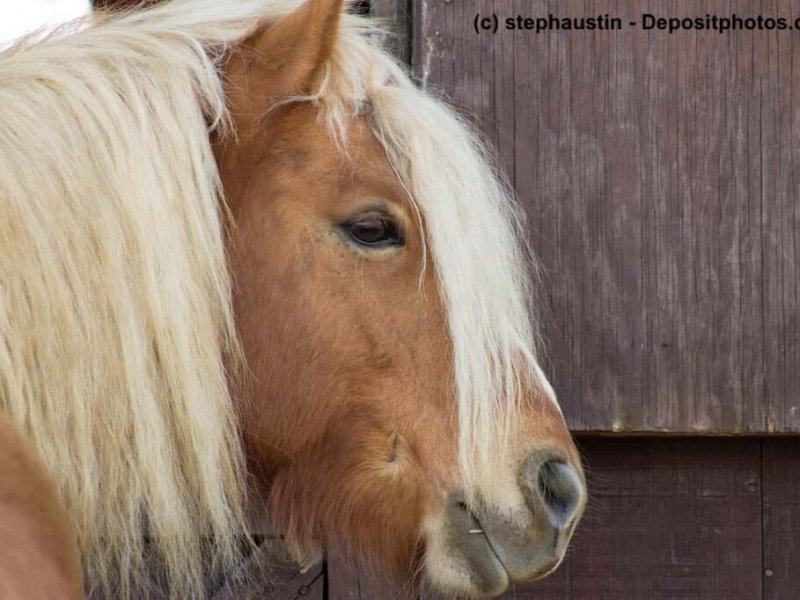 Haflinger Portrait