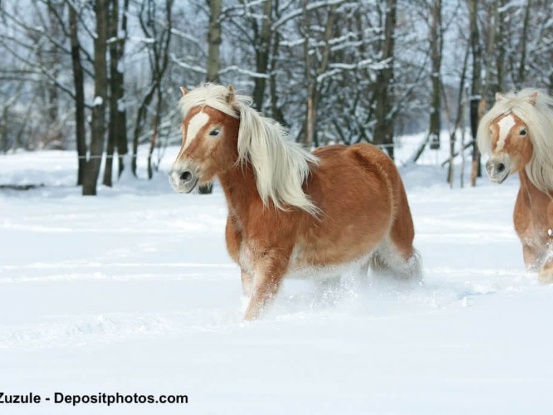 Haflinger-Schnee