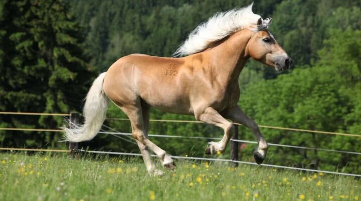 Haflinger