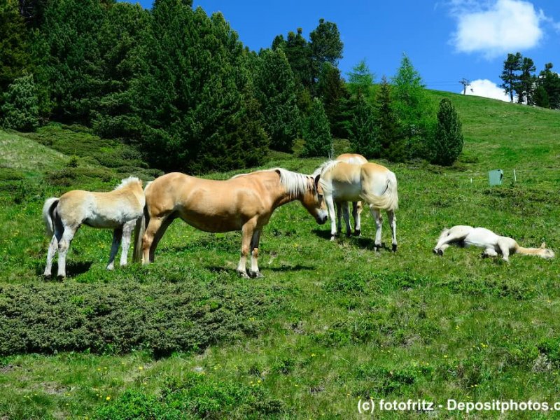 Haflinger-Weide-Berge